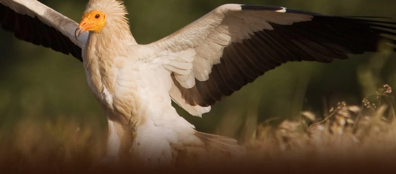 Ο ασπροπάρης γύπας που κατάφερε και πέταξε από Κάρπαθο σε Αλεξάνδρεια σε μόλις 9,5 ώρες